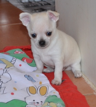 Bébés Chiots type chihuahua