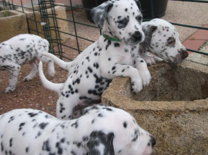 9 chiots dalmatiens