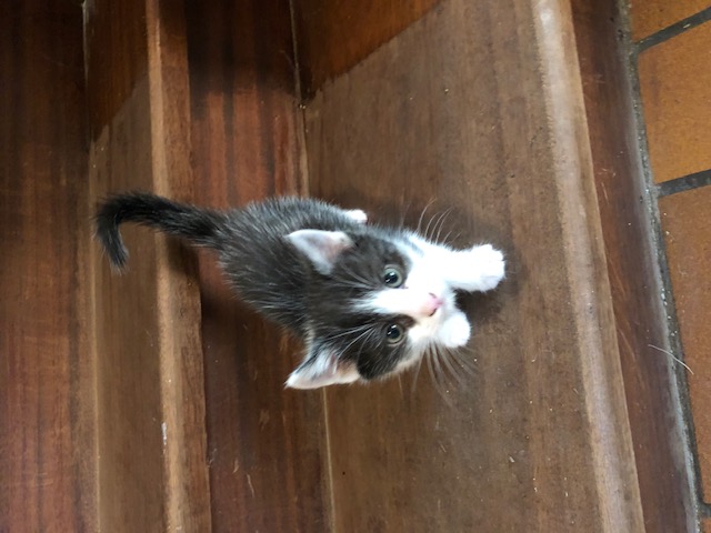 Chaton croisé d'une maman siamoise sur Lesquin