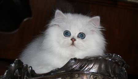 Magnifique chaton persan chinchilla