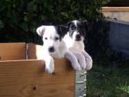CHIOT FOX TERRIER POIL LISSE