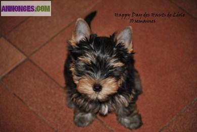 Chiots Yorkshire LOF (pédigree)