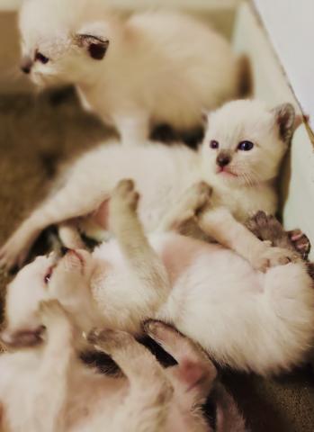 Chatons siamois thaï 