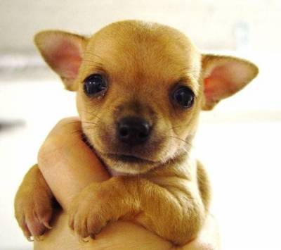 Vends pure race chiot Chihuahua.