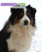 A reservé chiots berger australien LOF