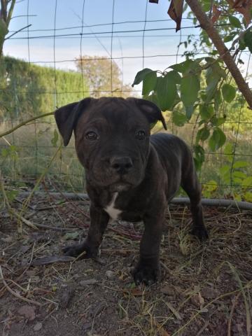 Staffordshire bul terrier, staffie