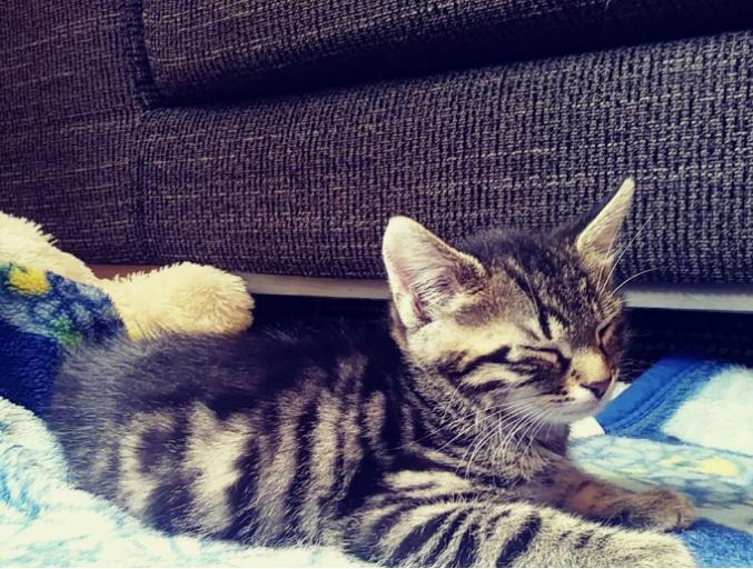 Petit chaton Maine Coon