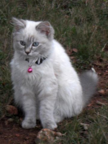 Cède 4 chatons sacrés de Birmanie