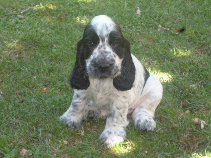 CHIOTS COCKER ANGLAIS