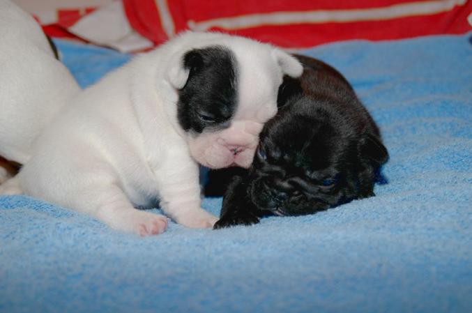 Magnifiques bb type Bouledogue Français