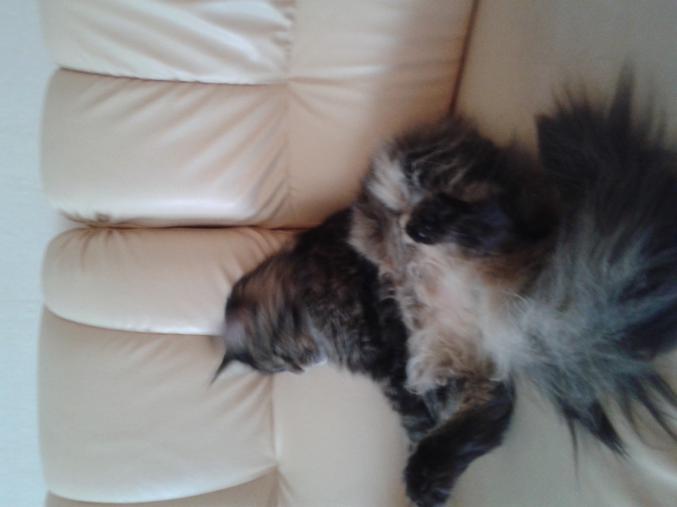 Propose à l'achat chat main-coon