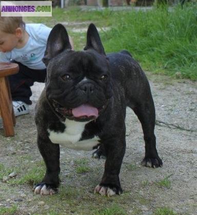 Male bouledogue francais pour saillie