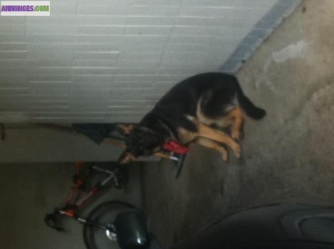 Berger Allemand femelle 10 mois LOF