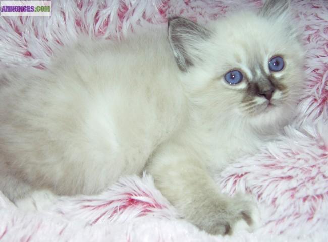 Superbe Chaton Sacré de Birmanie