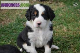 Disponible Chiots Bouvier Bernois L.O.F