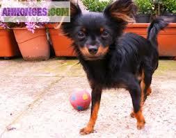 Magnifiques chiots Russkiy Toy à poil long