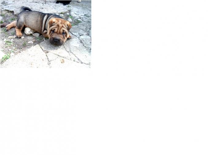 Bebe sharpei non lof