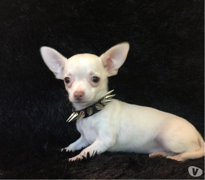Chiots chihuahua males et femelles (mini et standard)
