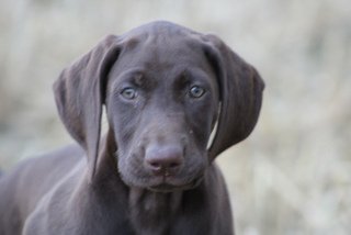 Chiots braque Allemand à réserver