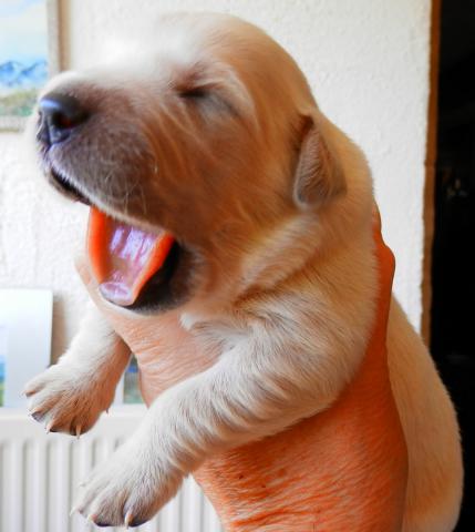 Chiots golden retriever LOF