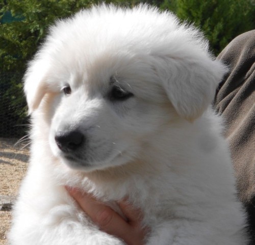 Chiots berger blanc suisse