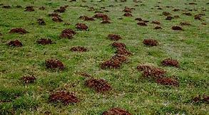 Fini les dégâts de taupes!