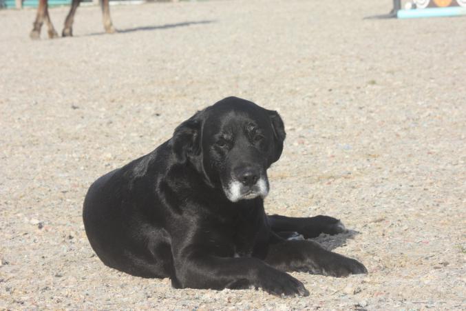 Cherche chiot femelle batard