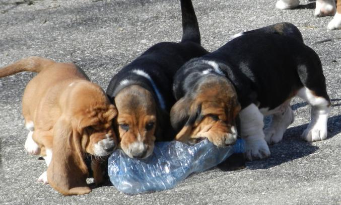 Vds mâles basset hound