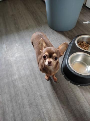 Don chihuahua non LOOF femelle 