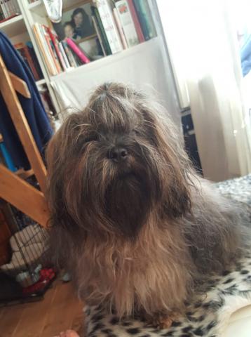 Adorables chiots lhassa à réserver