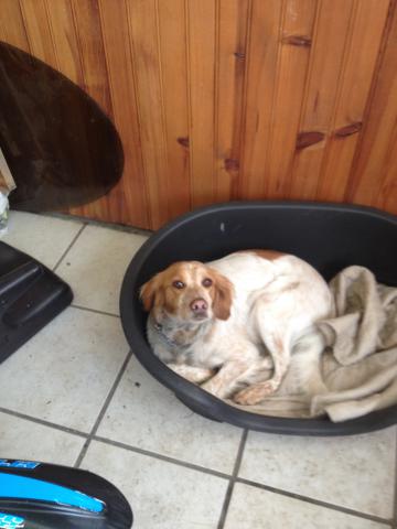 Donne épagneul breton