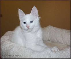 Chatons angora turc loof