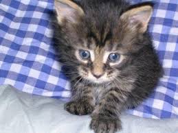 Chatons Maine Coon pure race a donner.