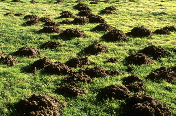 Fini les dégâts de taupes!