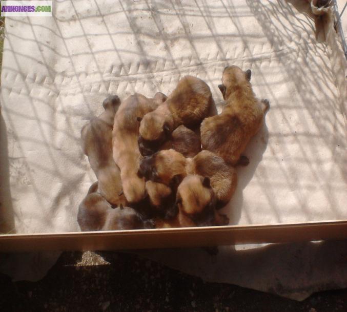 Vends chiots type malinois