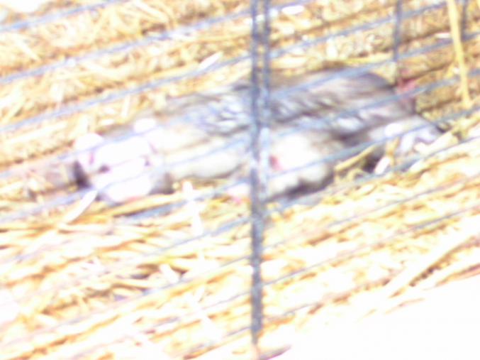 Jeune furets albinos femmelle