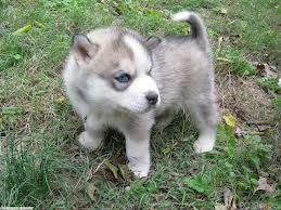 Chiot de type husky Sibérien 