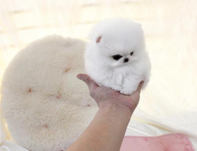 Donne chiot pomeranien teacup qui fera un poids de 1,2kg adulte