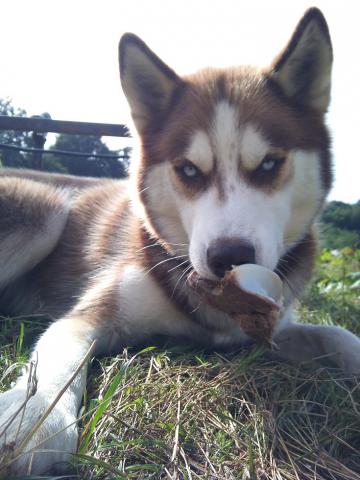Magnifique jeune male husky sibérien