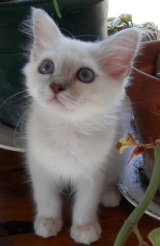 Chatons birmans LOOF