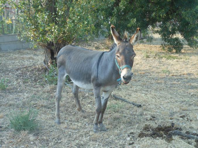 Cherche couple d'ânes