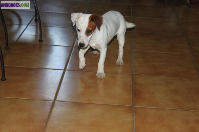 JACK RUSSELL LOF
