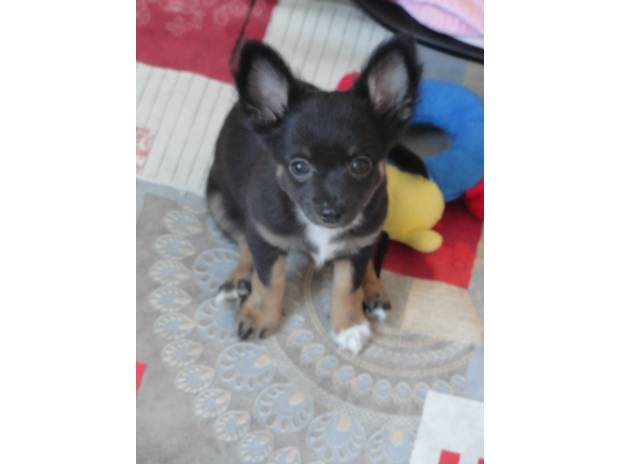 Don urgent de couple chihuahua