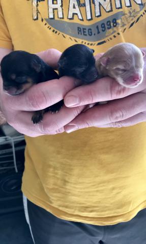 A réserver chiots Spitz 