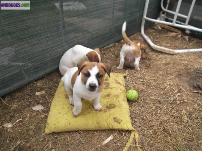 Chiots type Jack Russel