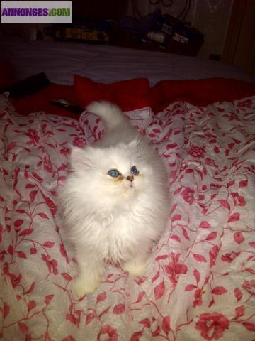 Chatons : 2 femelle et 1 male persan chinchilla non loof