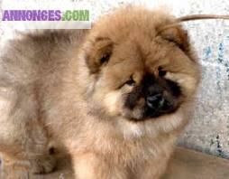 Chiots chow chow lof   a reserver