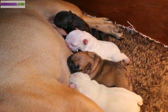Magnifiques Bébés Bouledogues Français Pure Race