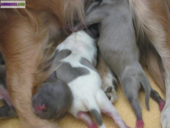 Saillie type chihuahua