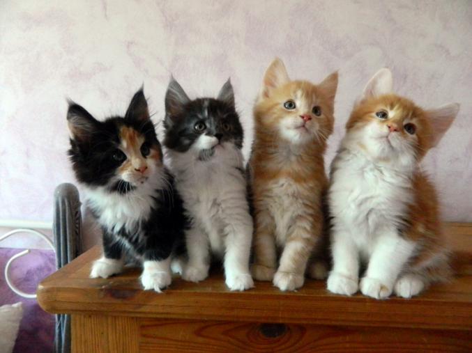 Chaton type maine coon à réserver